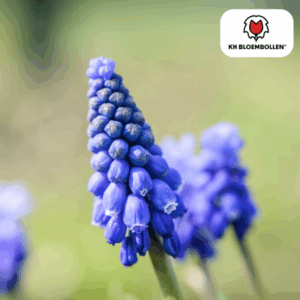 Muscari Bleu Moon 20 stuks