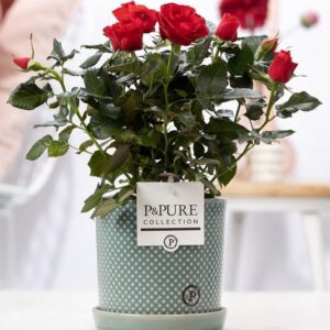 Rosa Red In P&PURE Lauren Ceramics - Ø12cm - ↕30cm