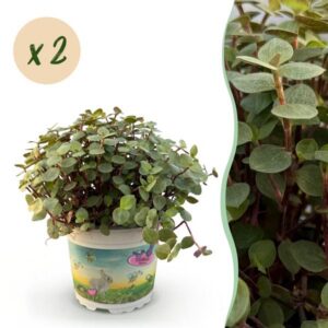 Green boutiQ - Zimmerpflanze - Calissia repens - Katzengras - Haustierfreundlich - Grün - 2 Pflanzen - Topf 12cm - Höhe 17-20cm